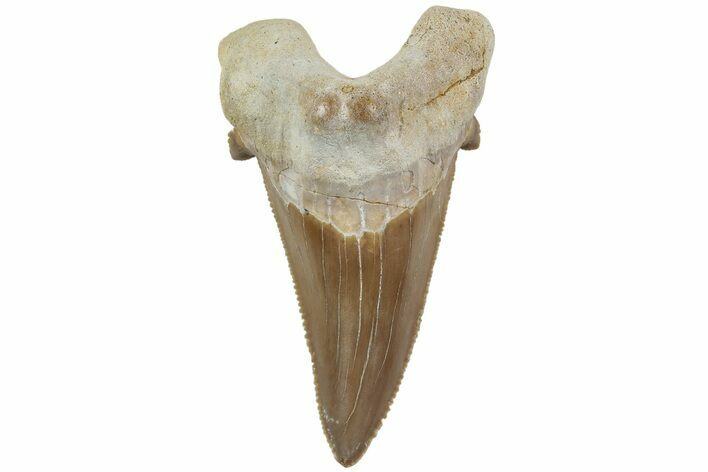 Serrated Sokolovi (Auriculatus) Shark Tooth - Dakhla, Morocco #225211